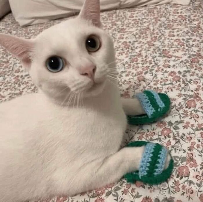 White cat with heterochromia wearing small handmade green and blue slippers, one of the cute and funny animal images.