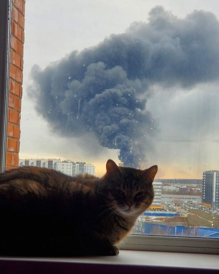 Cat sitting on a windowsill with large dark smoke rising outside, a cute and funny animal image capturing an unusual scene.