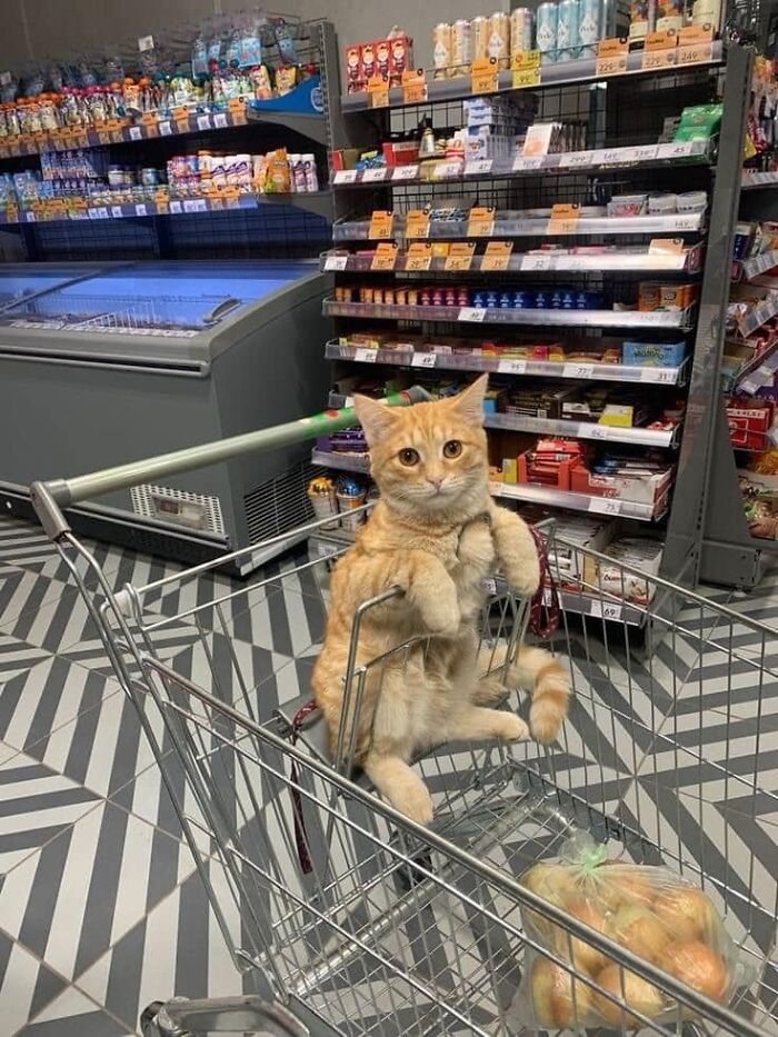 Orange cat sitting upright in a shopping cart inside a store surrounded by cute and funny animal images.