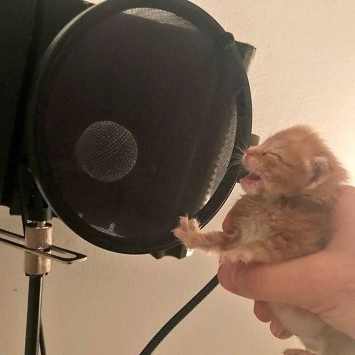 Tiny orange kitten held near a microphone pop filter, appearing to sing or vocalize, cute and funny animal image moment.