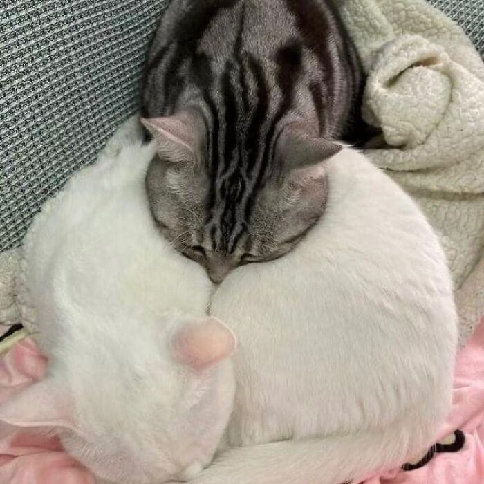 Two cats curled up together, showcasing one gray tabby and one white cat in a cute and funny animal image.