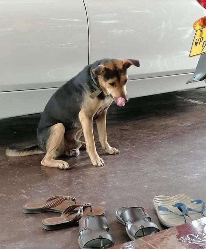 A cute dog licking its nose while sitting on the floor near various pairs of sandals in a funny animal image.