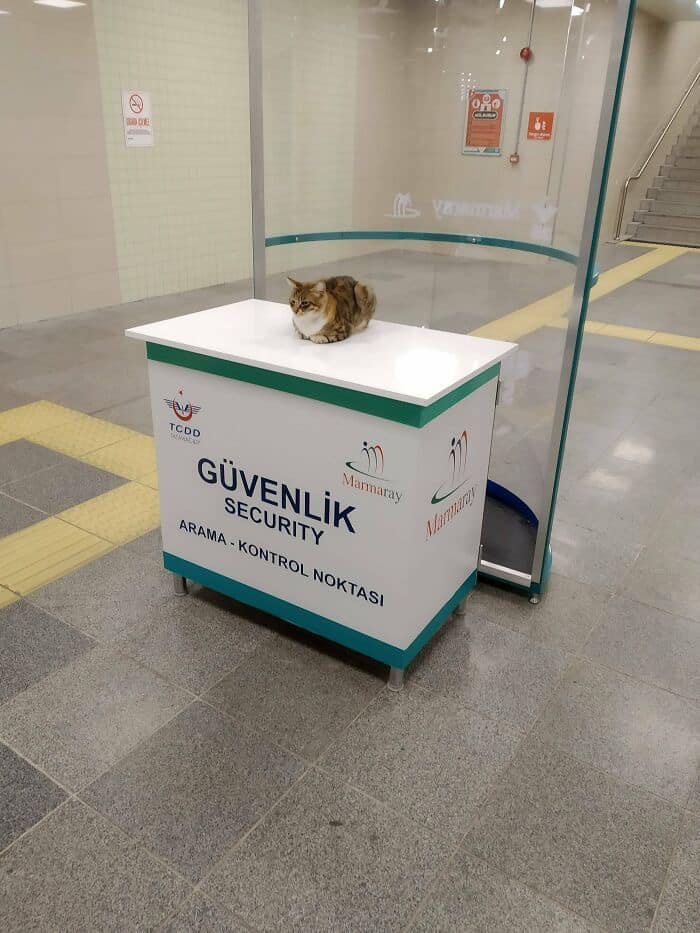 Cat sitting on a security desk in a public area, showcasing one of the cute and funny animal images.