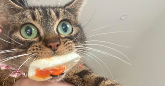 50 Animals Who Woke Up And Chose Nonsense