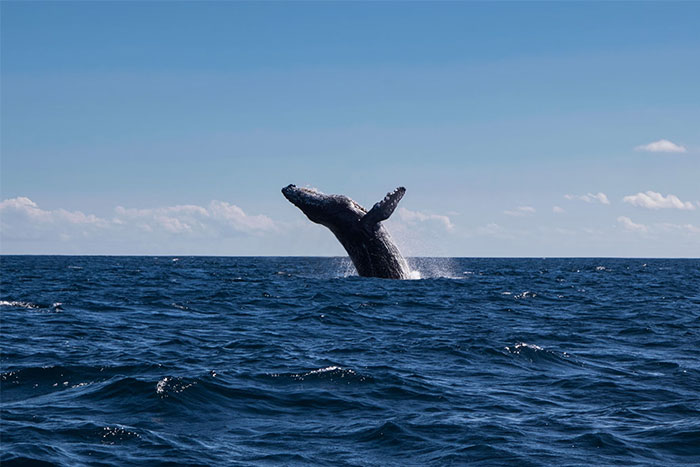 A large whale breaching the ocean surface, illustrating eerie moments witnessed by people who worked at sea.