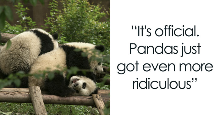 “Embarrassment” Of Pandas Might Be The Funniest Collective Noun In The Wild