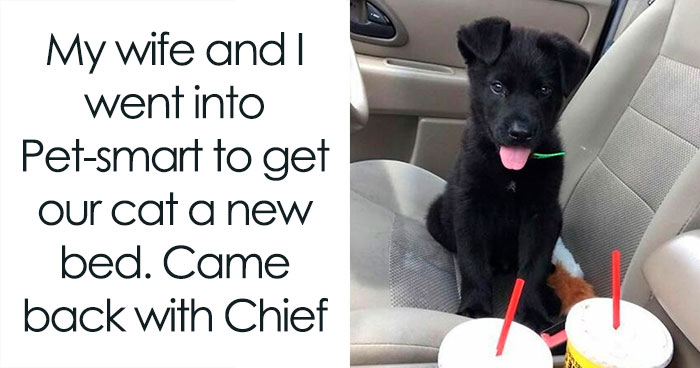 50 Animal Memes That Help People Forget Heavy Thoughts And Bring Smiles And Laughter