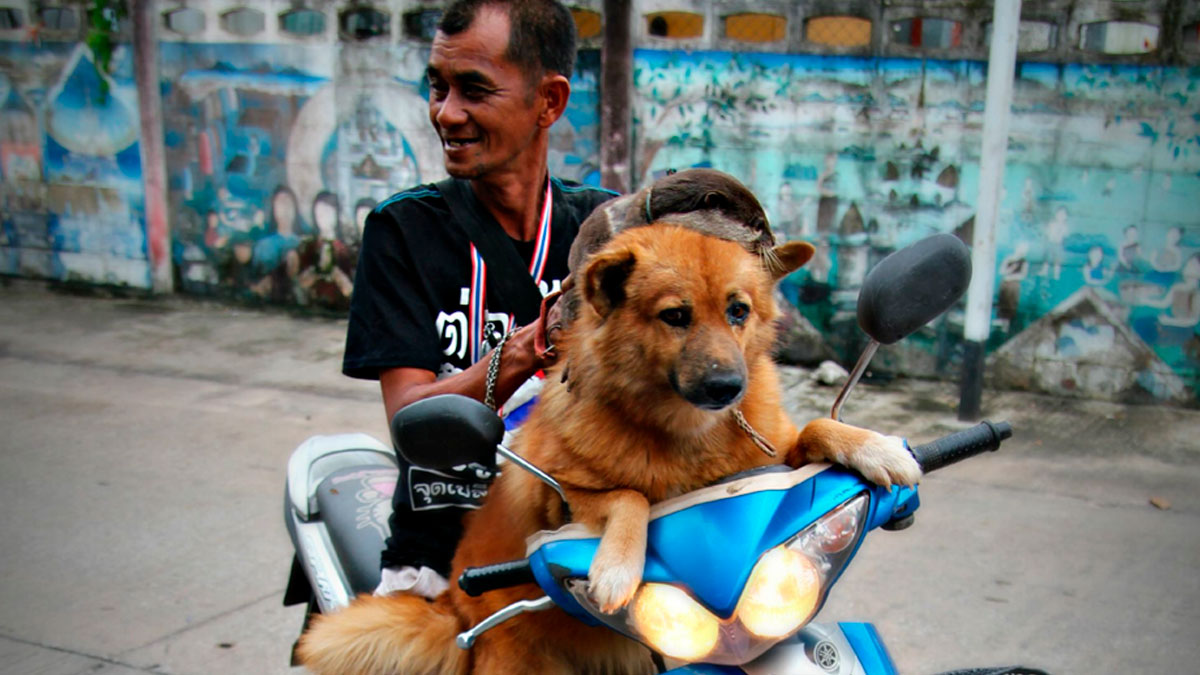 Man and his dog on a motorcycle in an urban setting illustrating unbelievable experiences people can prove.